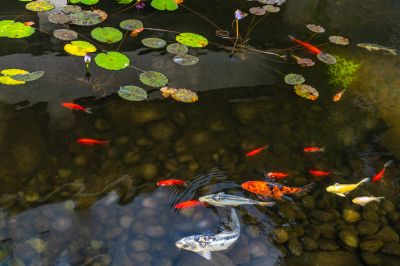 Healthy Fish in Ponds